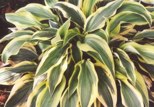 Funkia ‘Wolverine’ (Hosta)